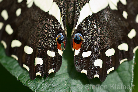 084 Afrikanischer Schwalbenschwanz - Papilio demedocus